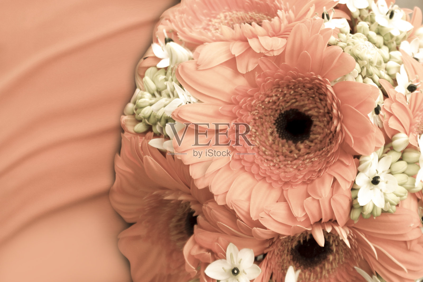 桃色或杏色的非洲菊，桃色——根据潘通的说法，这是2024年的年度流行色，这是花束中的特写照片摄影图片