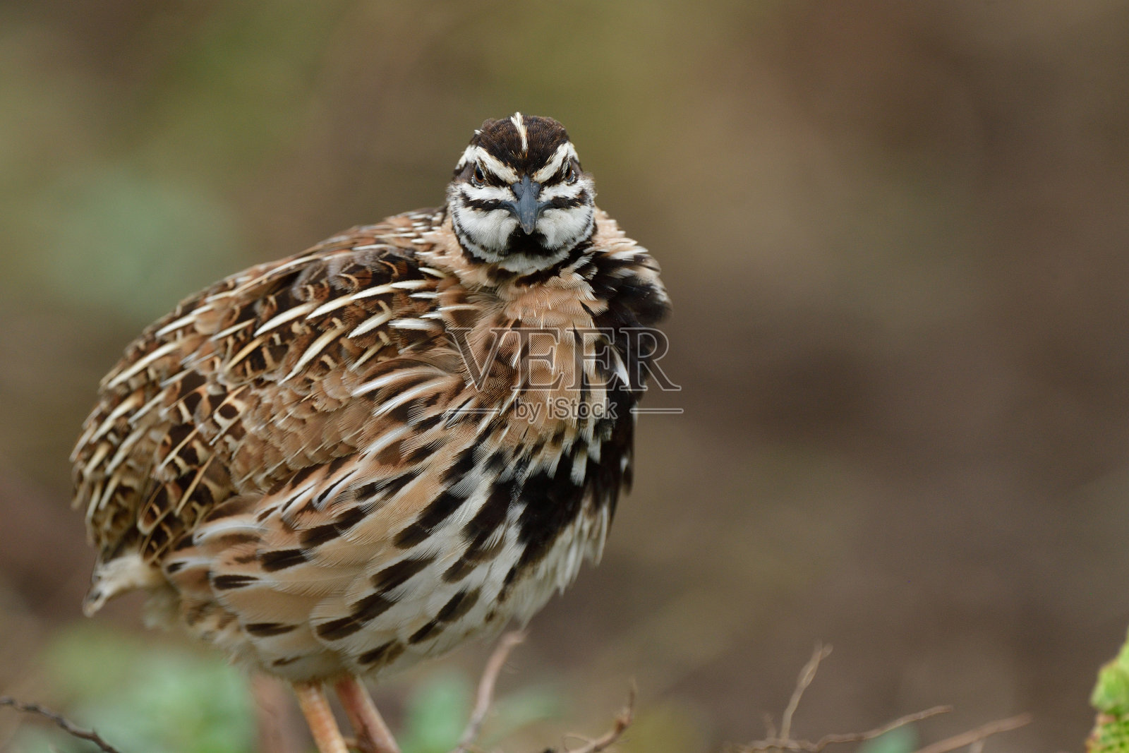 黑胸或雨鹌鹑(sonakebater)与它的羽毛和可爱的脸的细节照片摄影图片