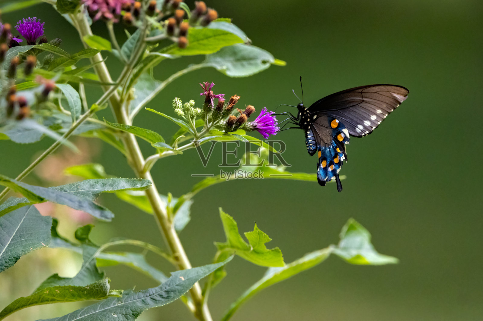 铁草上的燕尾蝶照片摄影图片