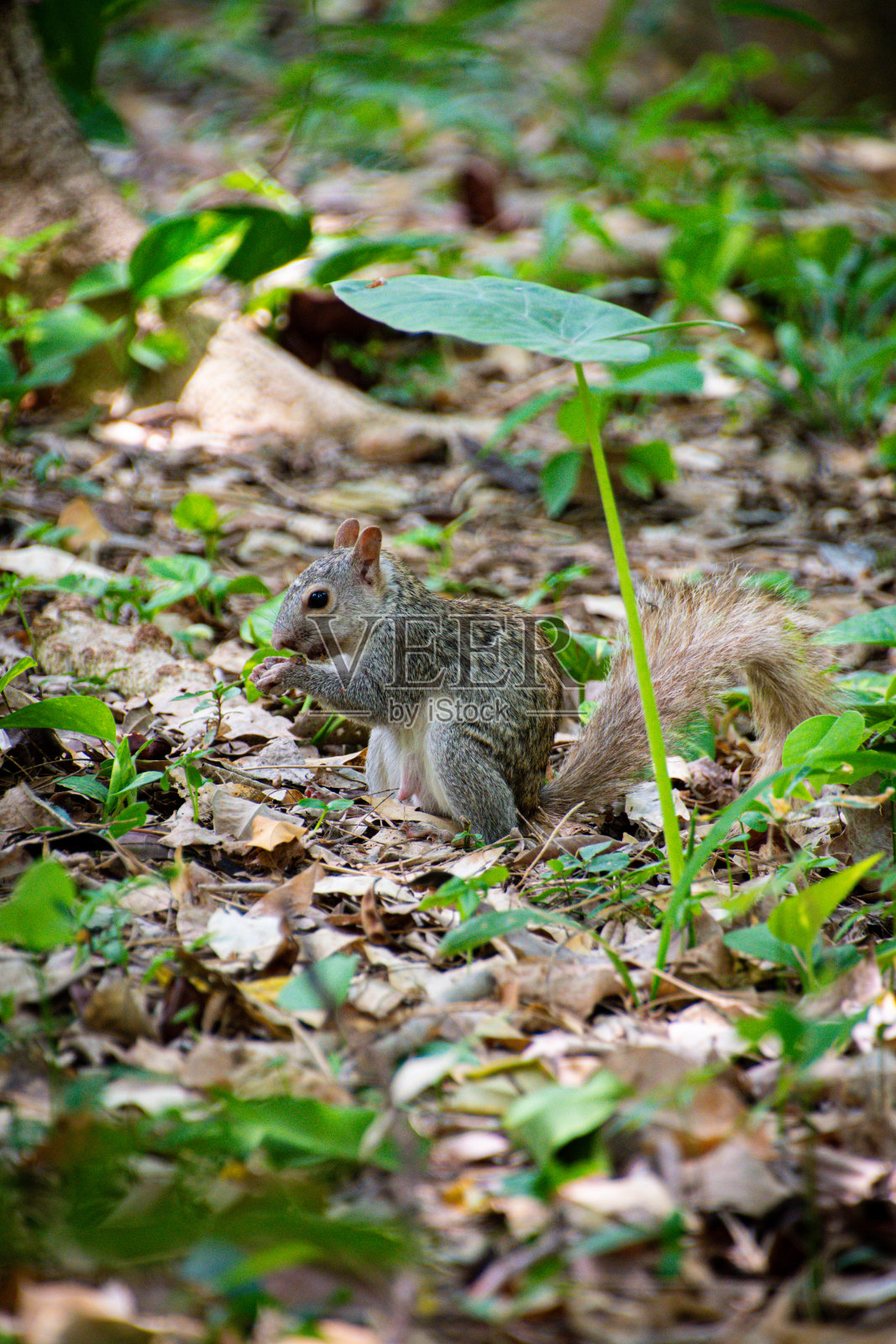 美丽的松鼠在田野里吃东西，在一棵植物下照片摄影图片