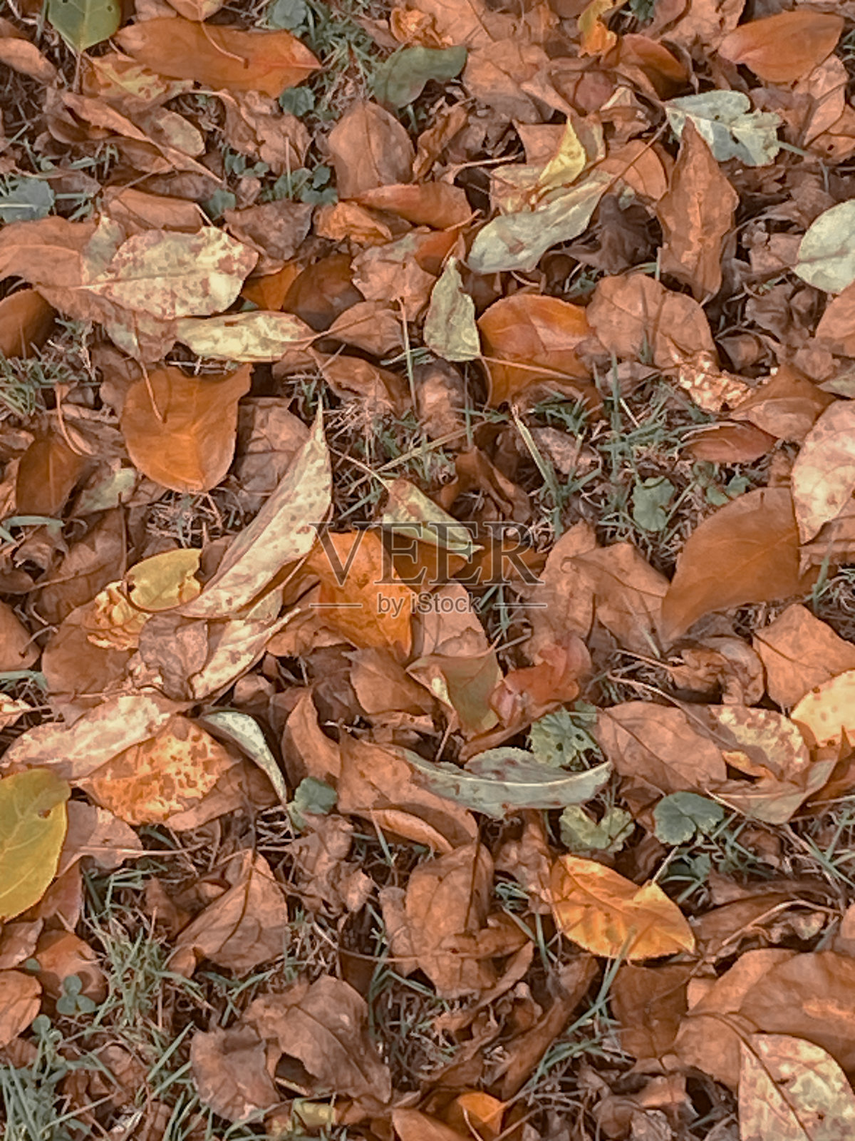 秋景上的落叶照片摄影图片