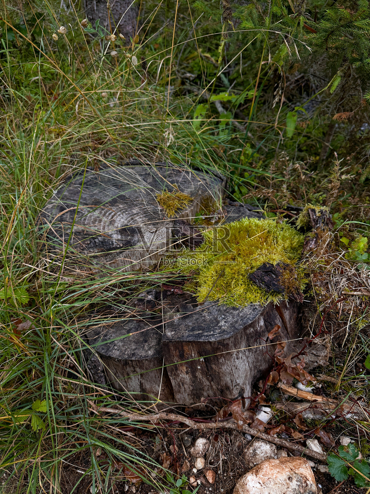 苔藓长在森林边缘腐烂的老树桩上。照片摄影图片