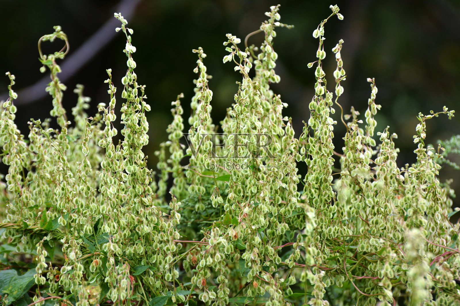 野生灌木荞麦(Fallopia dumetorum)生长在野外照片摄影图片