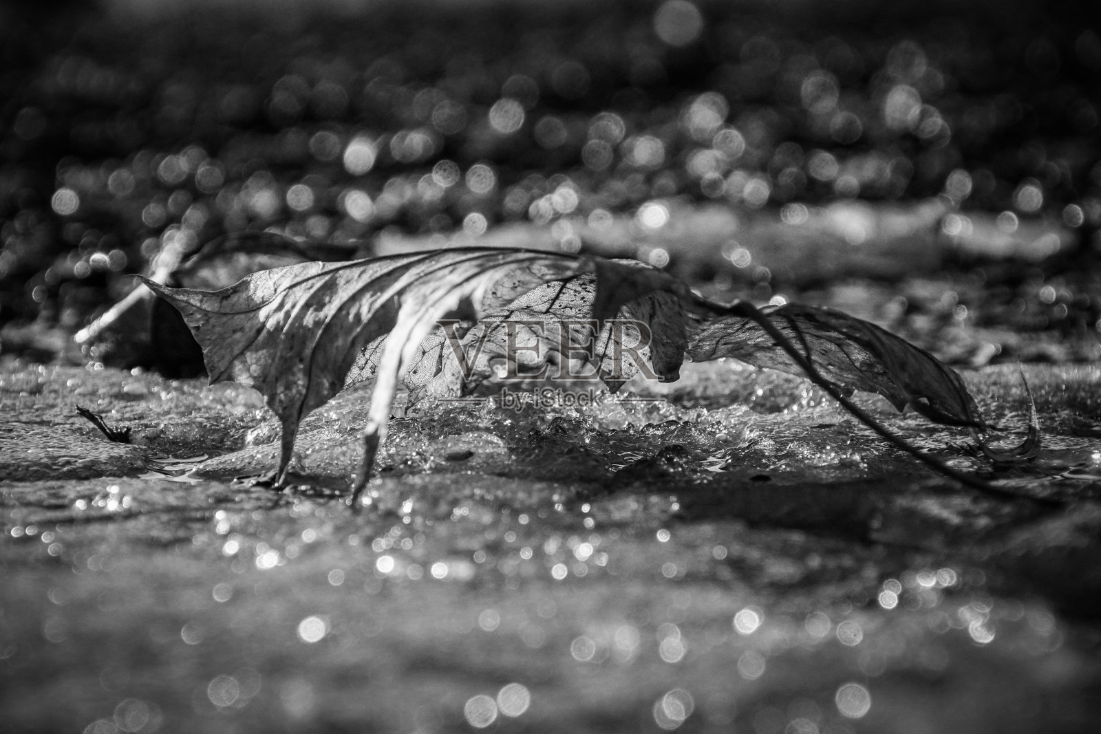 地面上树叶的特写照片摄影图片