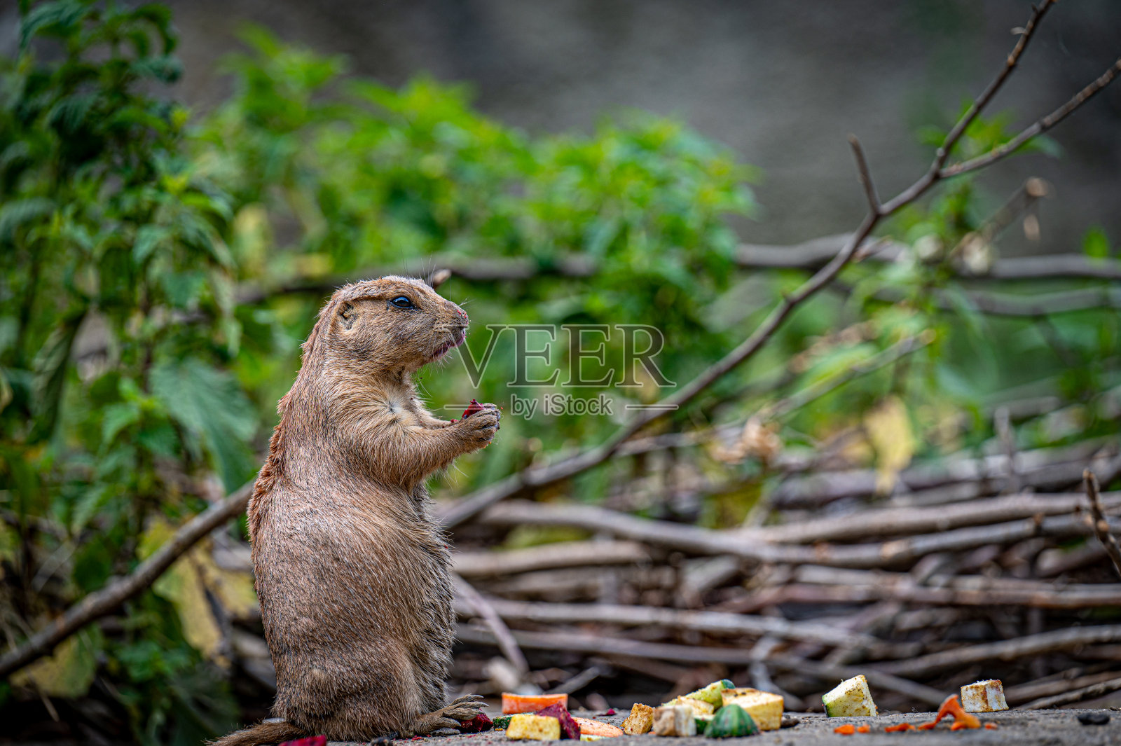 猫鼬在吃坚果照片摄影图片