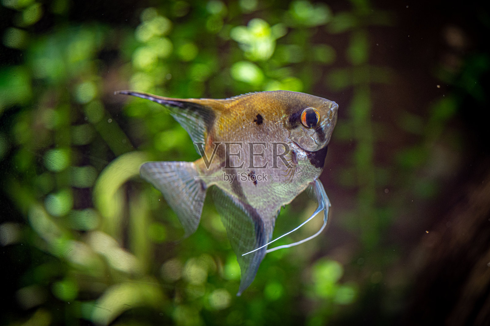 在开阔水域游泳的鱼照片摄影图片