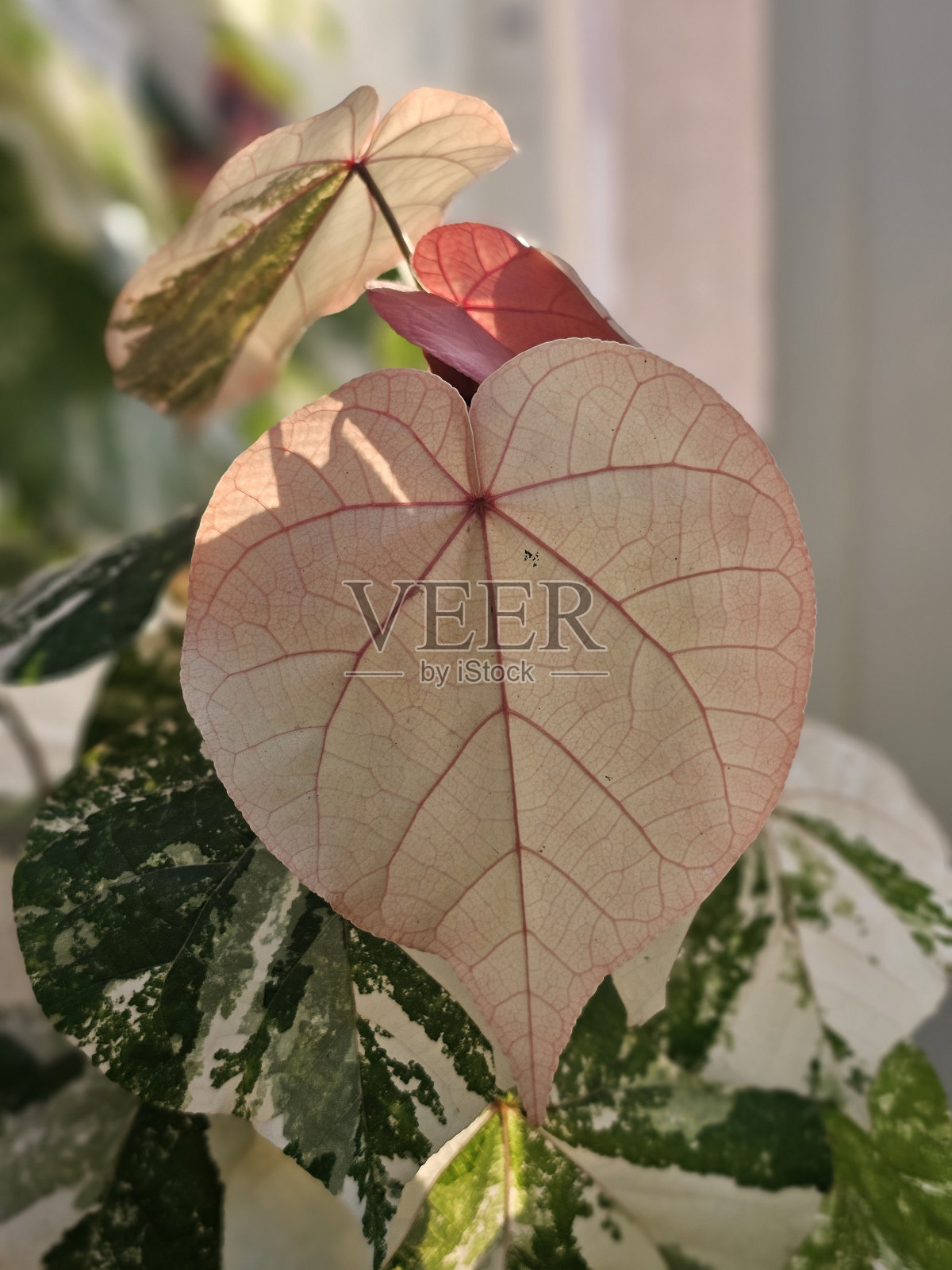 树叶照片摄影图片