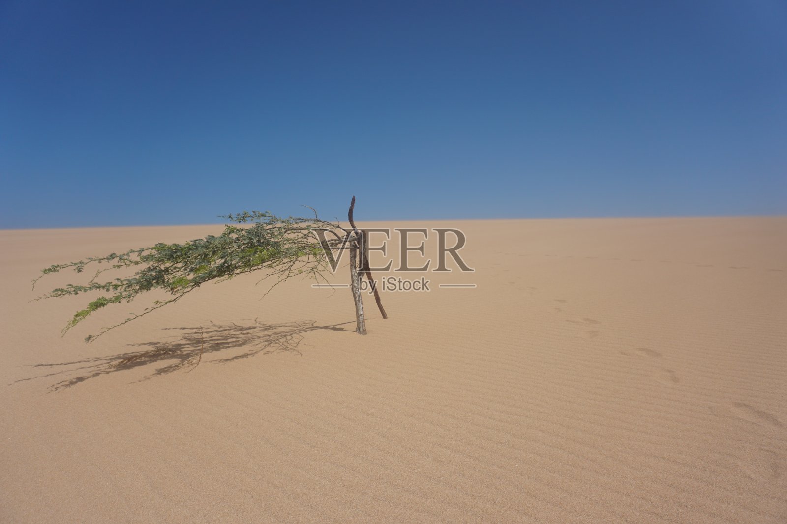 在哥伦比亚瓜希拉省Punta Gallinas附近的著名沙丘Las Dunas del Taroa中幸存的小树照片摄影图片