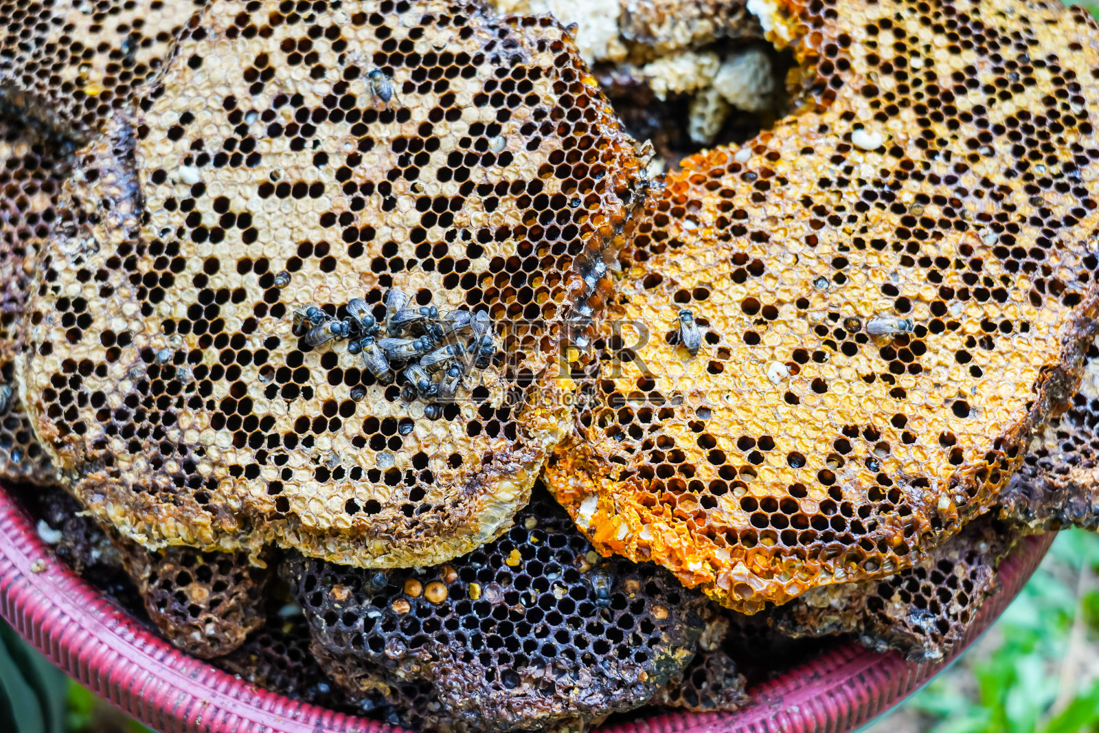 蜂房，蜜蜂在蜂巢上储存花蜜，蜂蜡，perga花粉，照片摄影图片