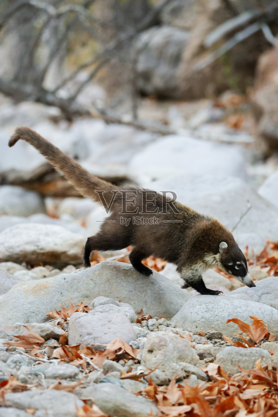 奇里卡瓦白鼻浣熊国家纪念碑照片摄影图片