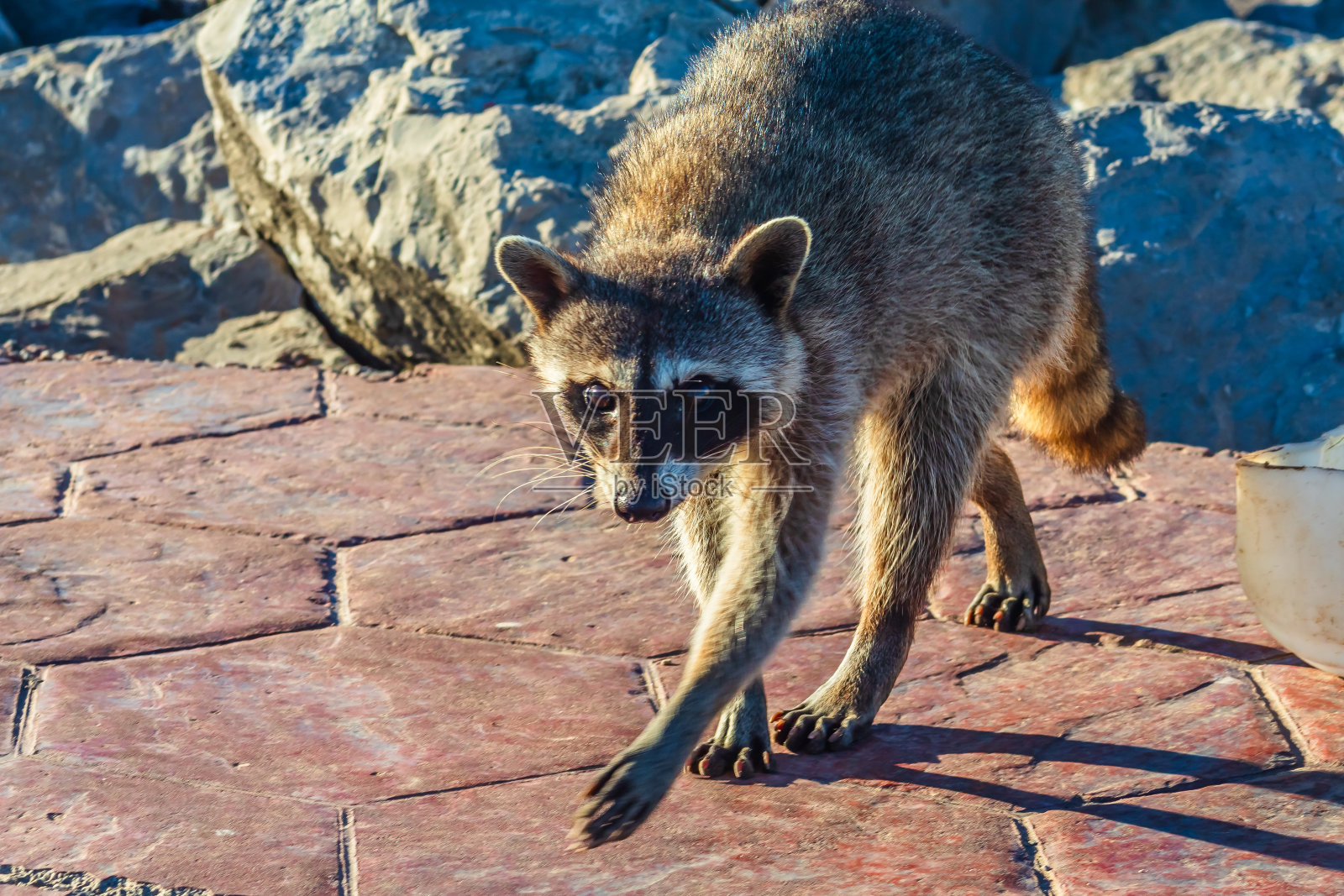 一只浣熊在塔毛利帕斯州坦皮科马德罗的米拉马尔海滩的岩石上照片摄影图片
