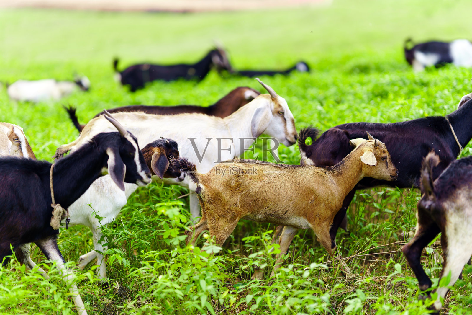 一群山羊在泰国农村的绿色田野上。照片摄影图片