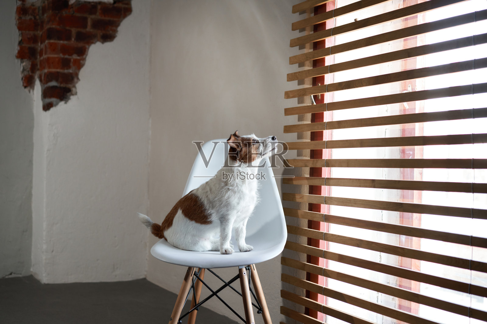 这只狗坐在椅子上，背景是一堵有纹理的墙。创意工作室照片摄影图片