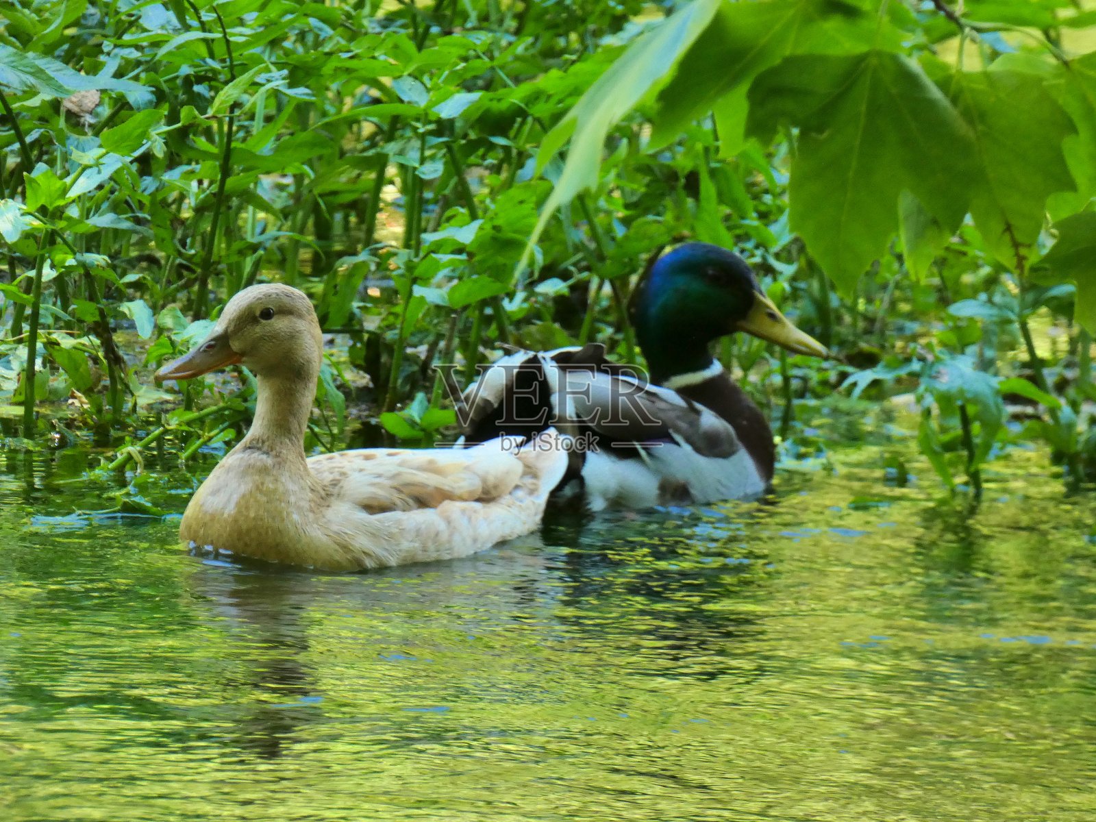在普罗旺斯方丹德沃克卢兹的索格河上，鸭子在它们的自然环境中照片摄影图片