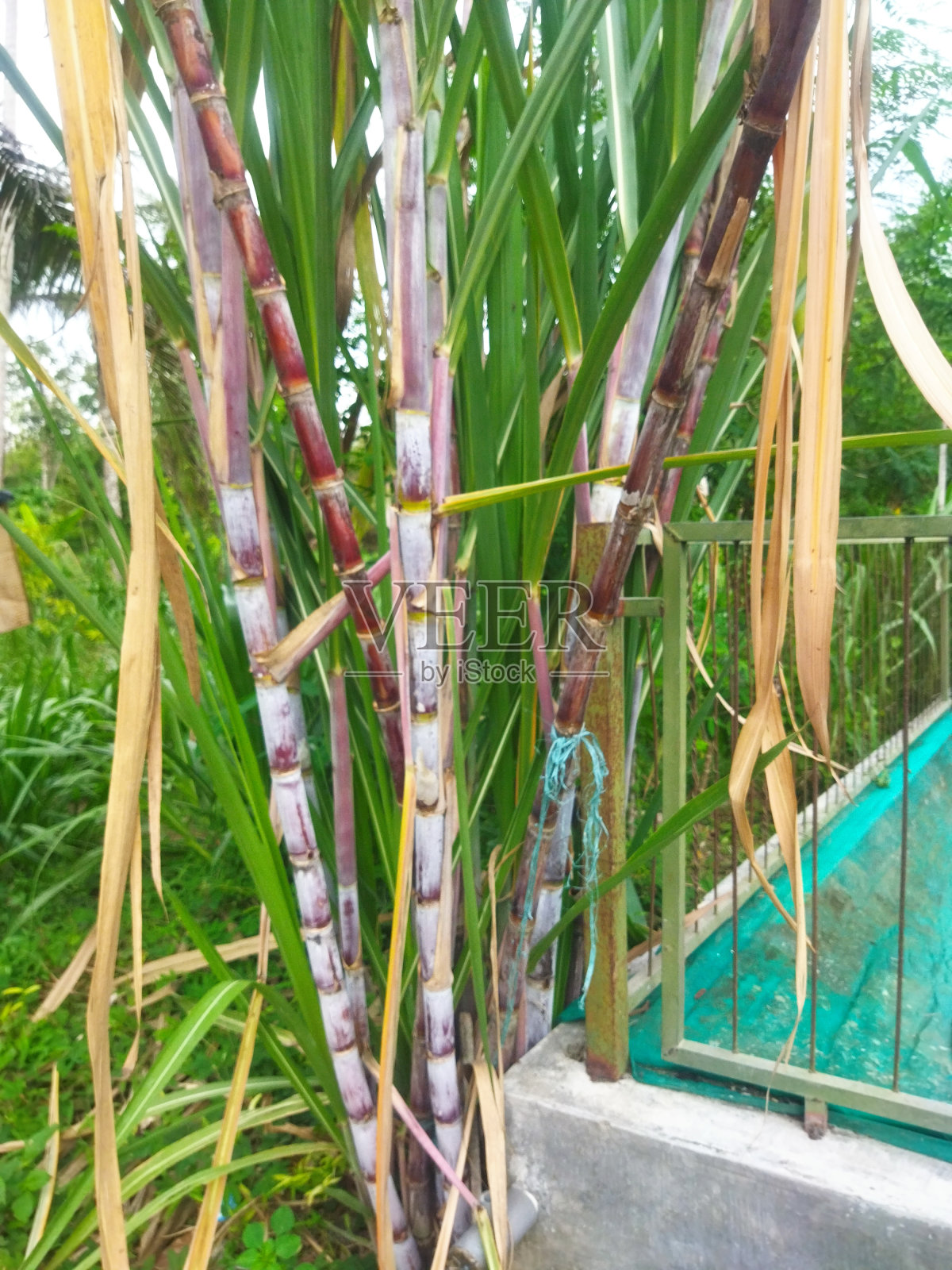 甘蔗种植业照片摄影图片