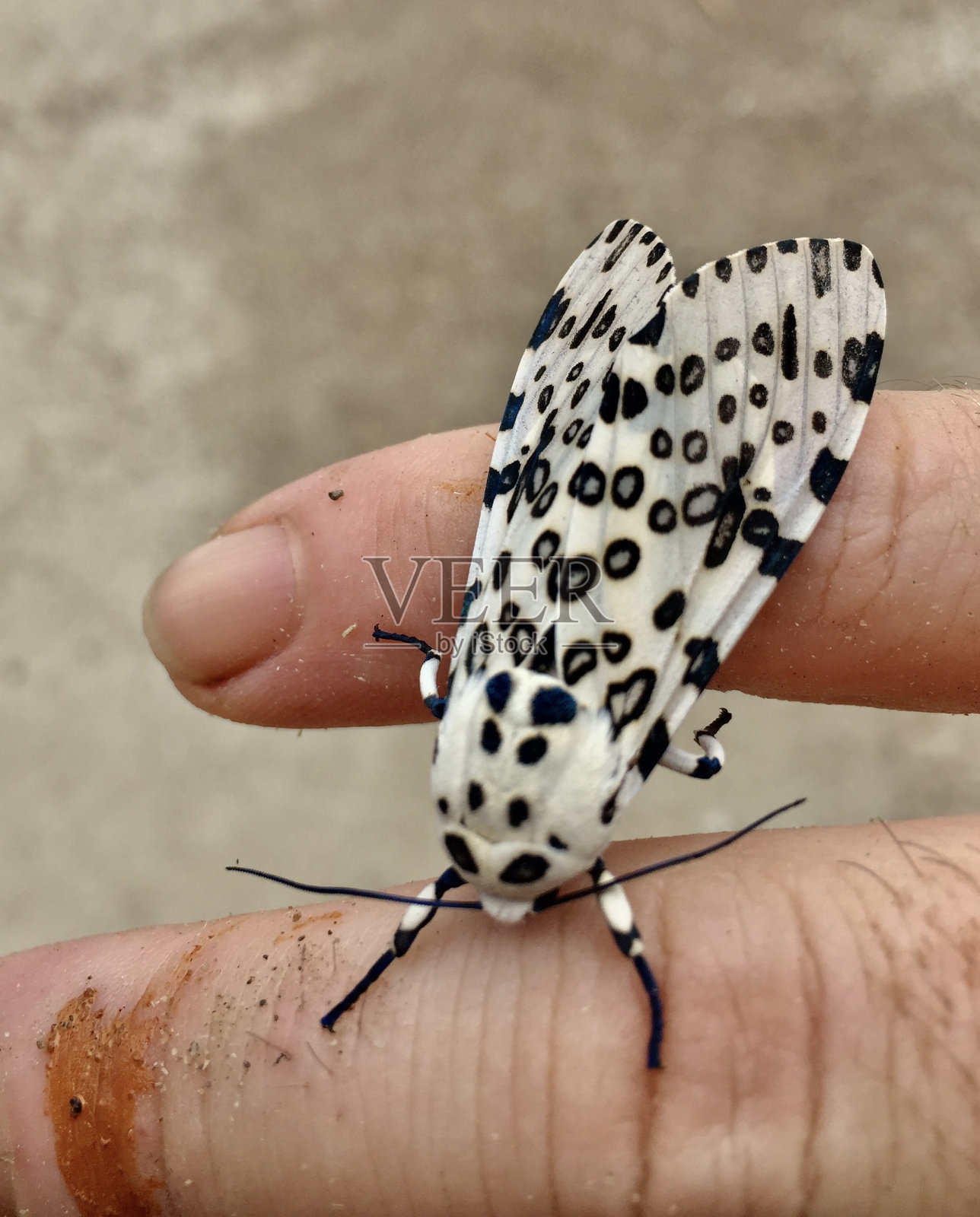 手指上的大型豹蛾照片摄影图片