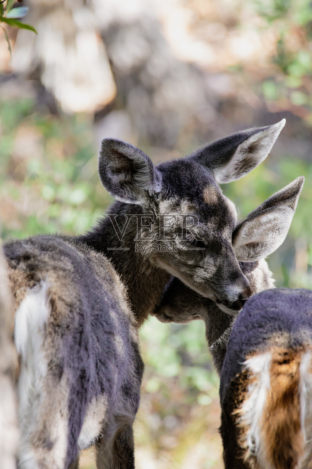白尾鹿鹿和小鹿奇里卡华国家纪念碑照片摄影图片