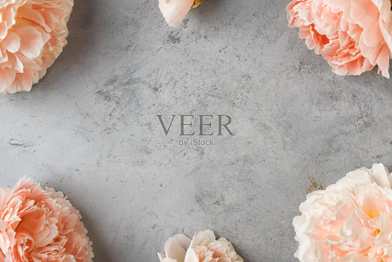 花组成。框架制成的桃色牡丹在灰色背景。平的。前视图。妇女节、情人节、结婚或周年纪念贺卡照片摄影图片