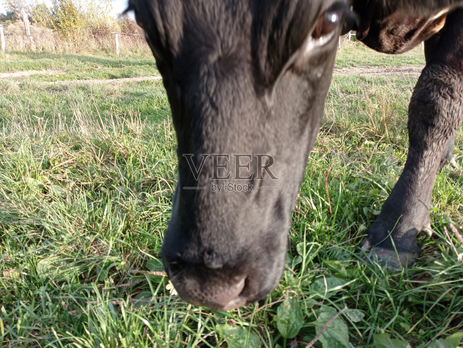 一头黑母牛静静地啃着草，从额头下面看。农业和动物放牧的话题。照片摄影图片