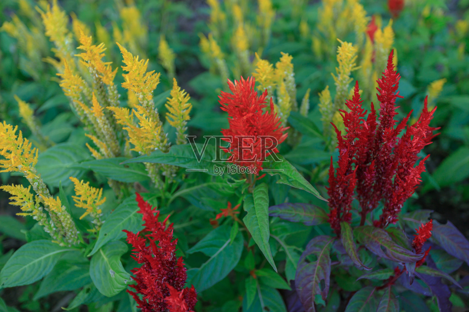 有各种植物的花园。照片摄影图片