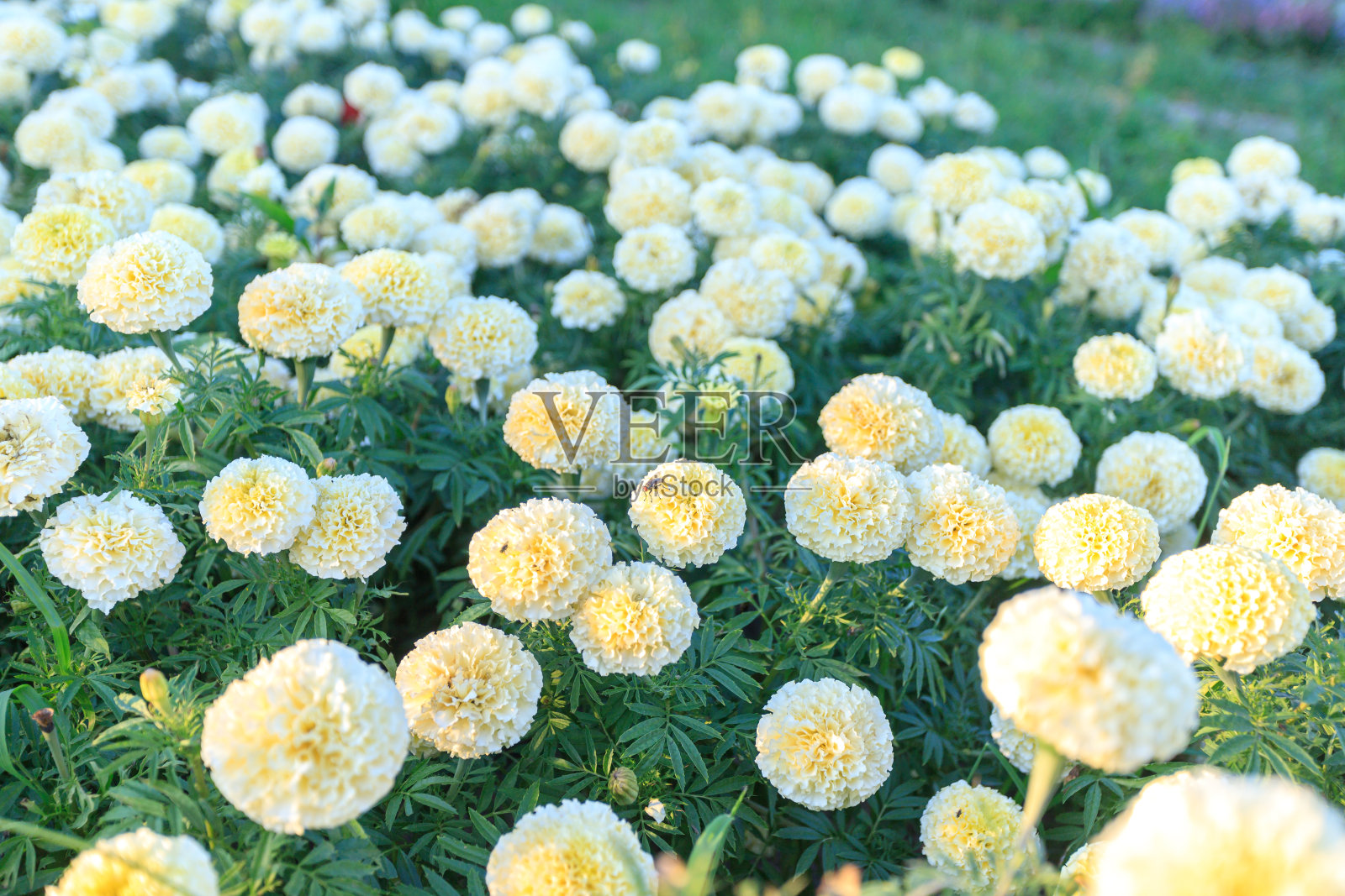有各种植物的花园。照片摄影图片