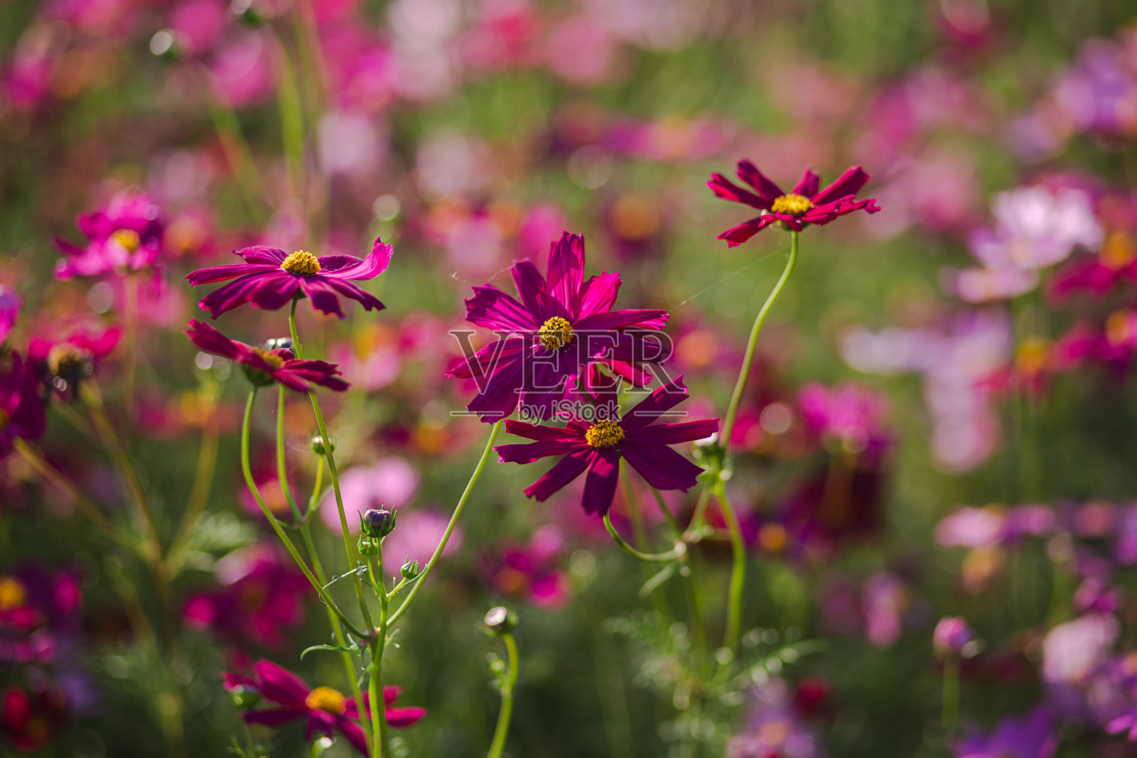 花有粉色的，白色的，红色的，黄色的，包括美丽的花朵。照片摄影图片