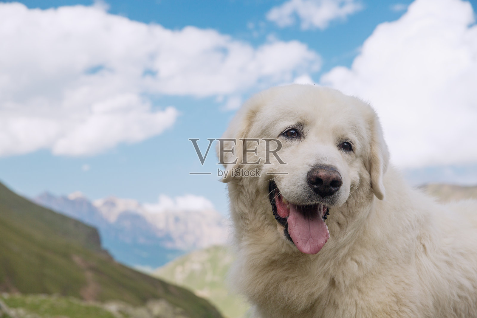 一只白色的大狗照片摄影图片