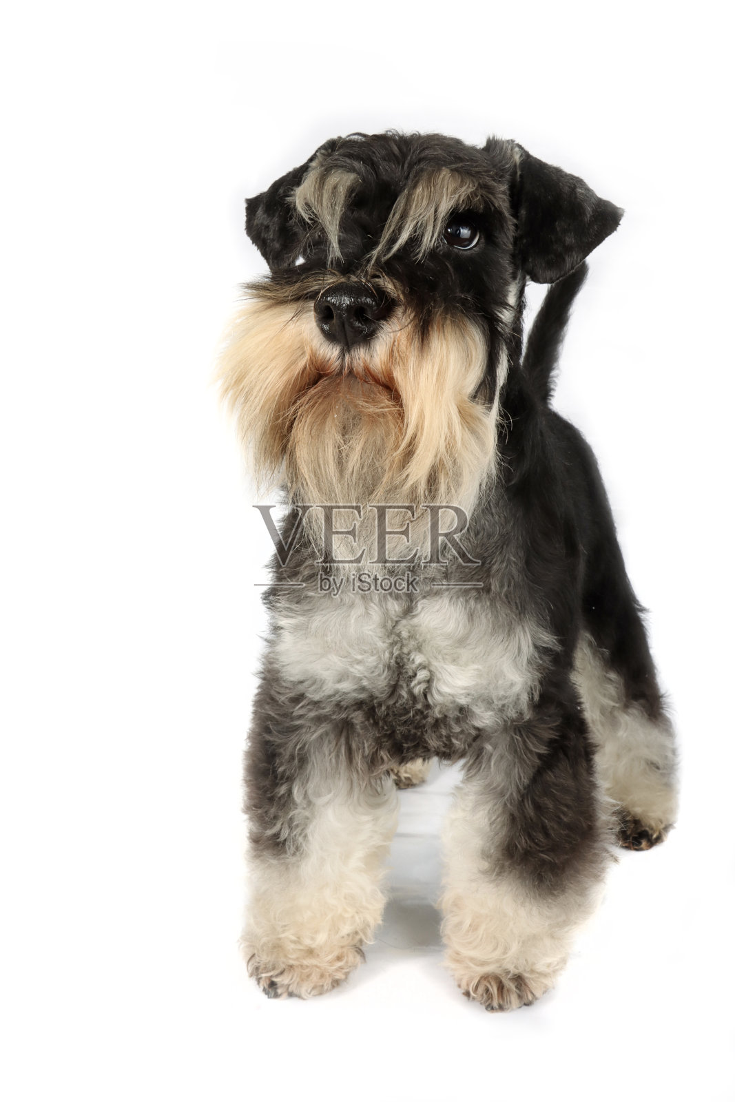 迷你雪纳瑞犬照片摄影图片