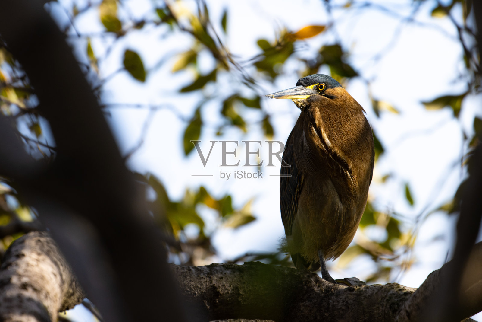 条纹苍鹭伪装在红树林之间，发现附近布里斯班河，昆士兰，澳大利亚照片摄影图片