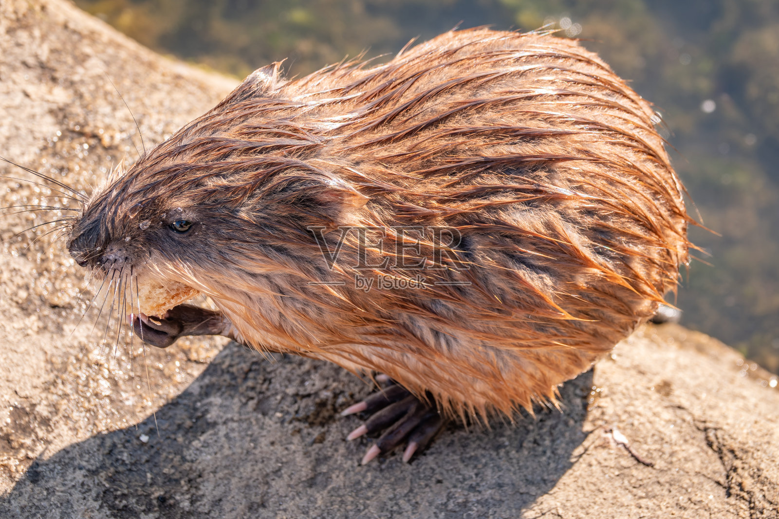 野生动物麝鼠，Ondatra zibethicuseats，在河岸上吃东西照片摄影图片