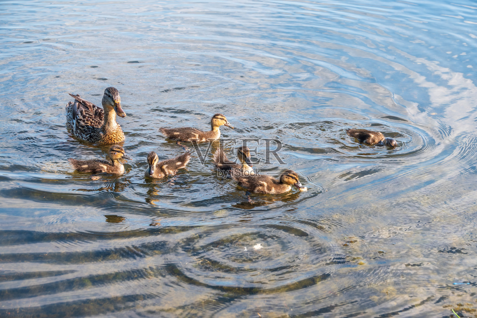 一群鸭子，一只鸭子和它的小鸭们正在水里游泳。这只鸭子照顾它刚出生的小鸭子。野鸭,lat。阿拉斯platyrhynchos照片摄影图片