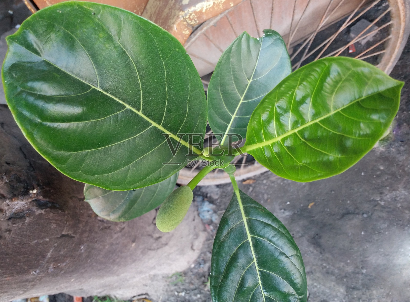 有花有叶的菠萝蜜树枝照片摄影图片