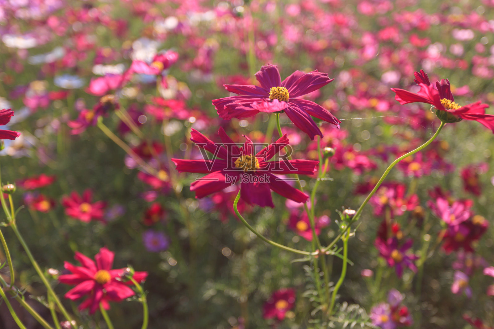 有各种植物的花园。照片摄影图片