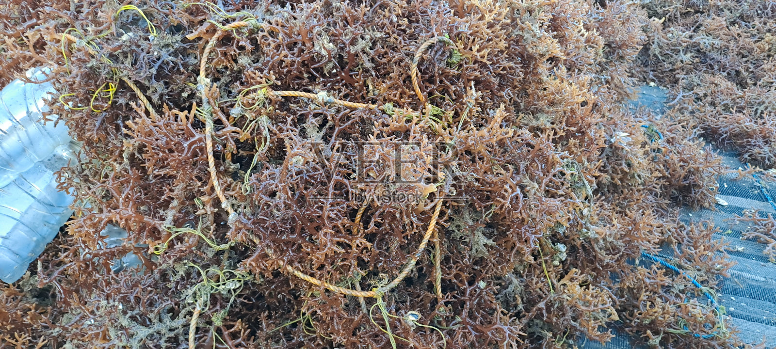 干海藻，海边干海藻的特写镜头。在太阳下晒干海藻的过程照片摄影图片