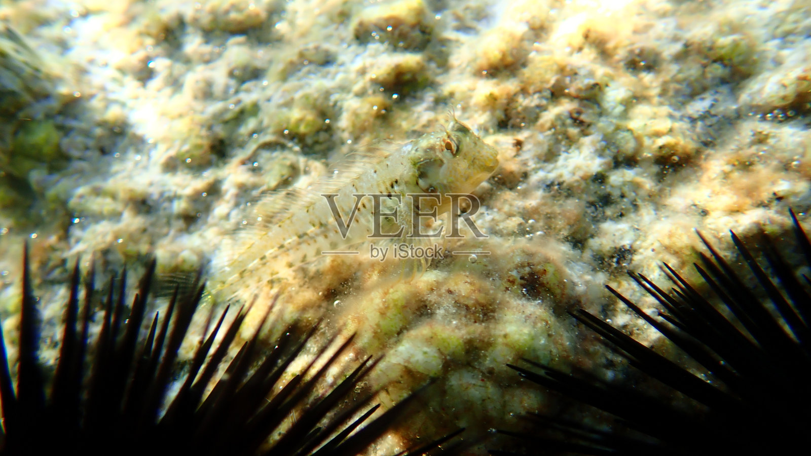 产于爱琴海海底的环颈海参(Parablennius pilicornis)照片摄影图片