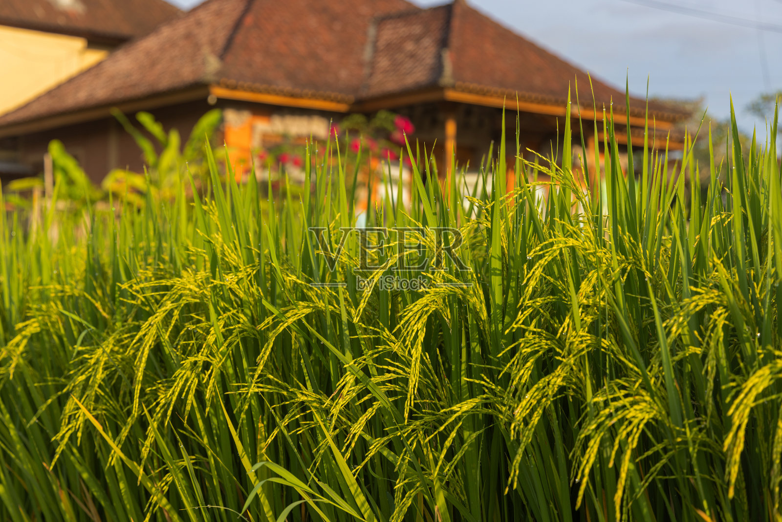 印度尼西亚巴厘岛乌布附近乡村的稻田和传统房屋照片摄影图片