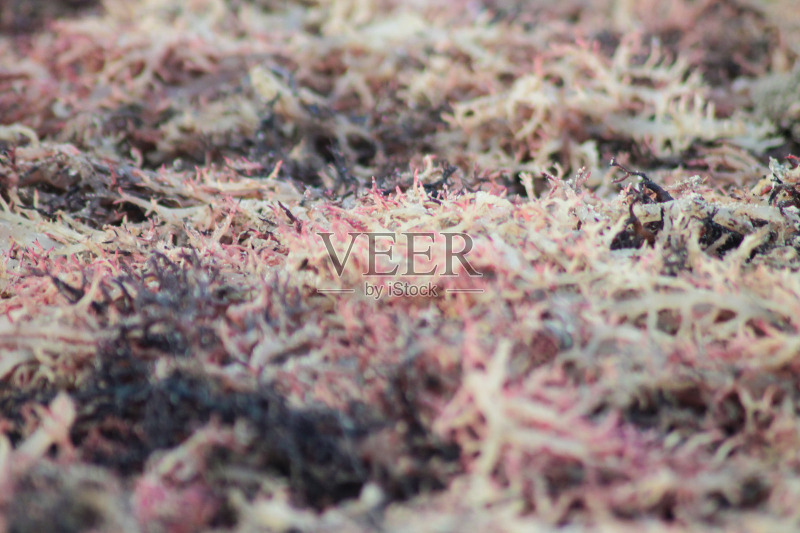 干海藻，海边干海藻的特写镜头。在太阳下晒干海藻的过程照片摄影图片