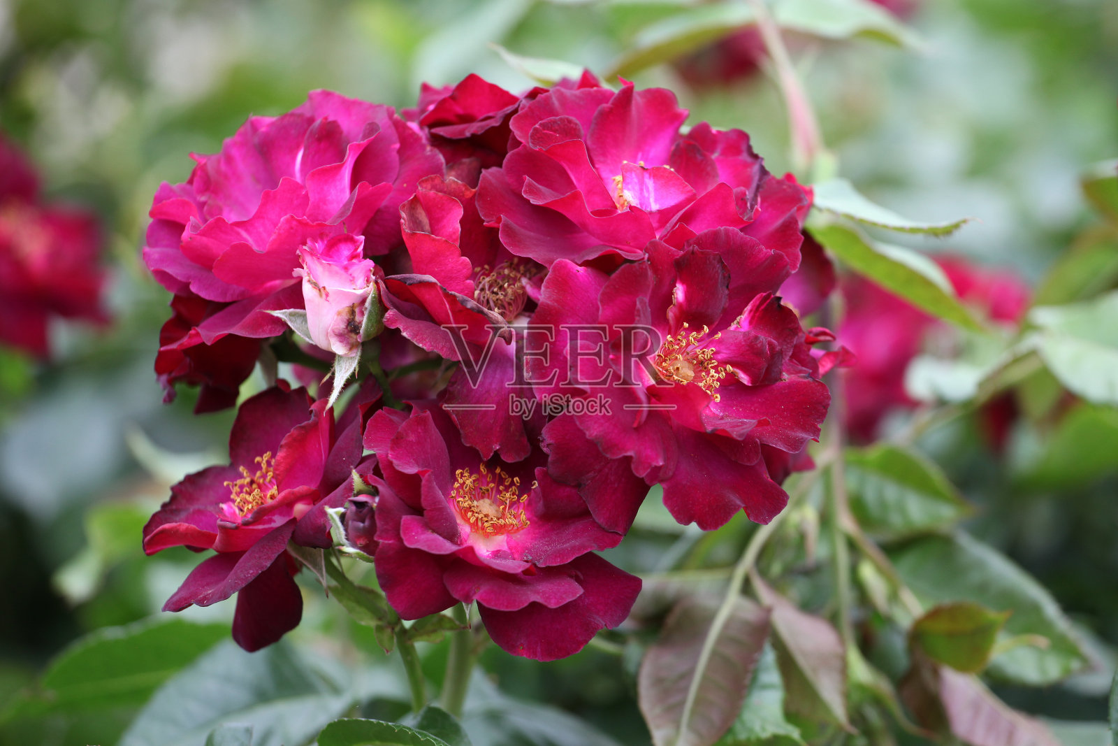 粉红色和红色的漫游者玫瑰年轻的公主在花。照片摄影图片