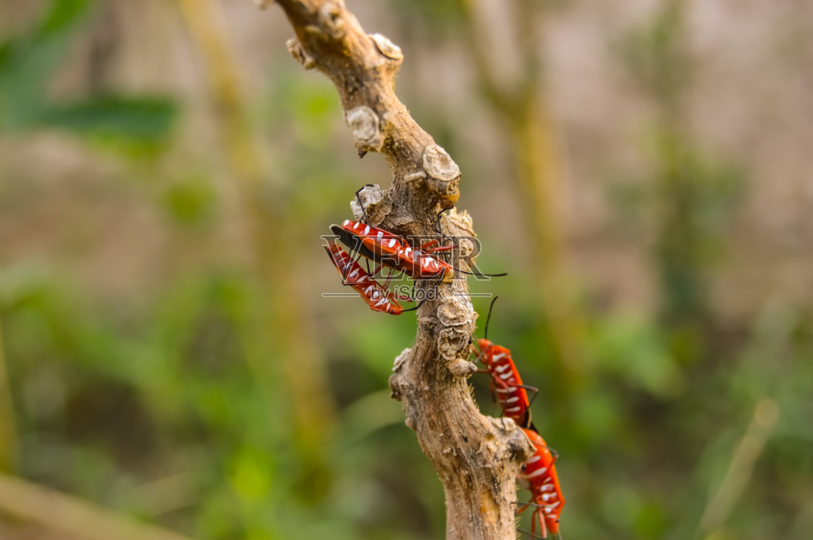 近距离捕捉手头的钩状霉昆虫。手边的红色棉花染色虫。红色棉质染色剂。橙色的真臭虫。真正的bug。蝶科的小花边虫。照片摄影图片