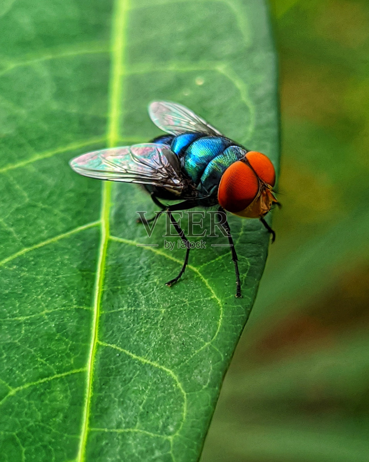 红眼睛的黑苍蝇照片摄影图片