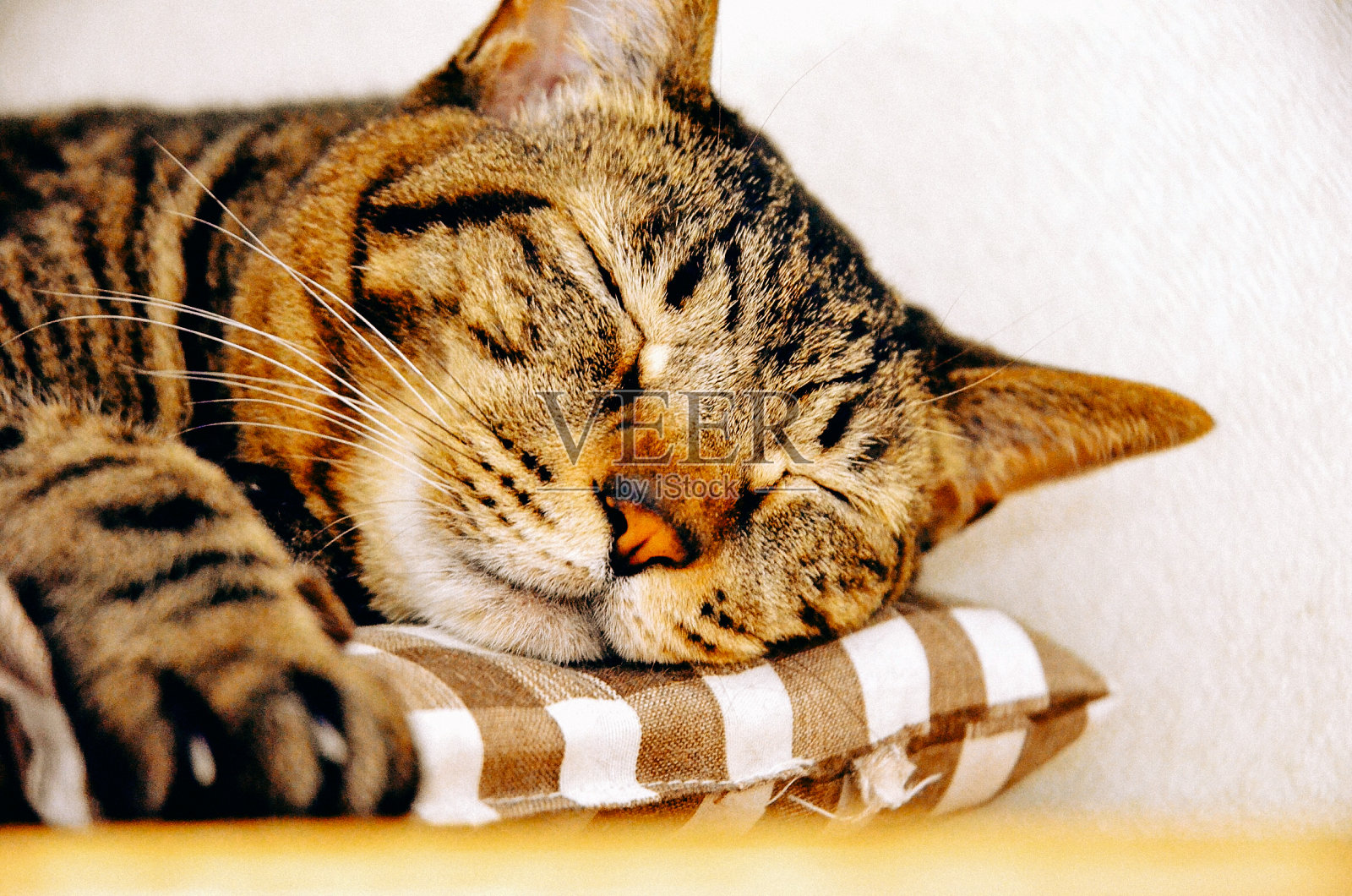 猫睡在枕头上。照片摄影图片