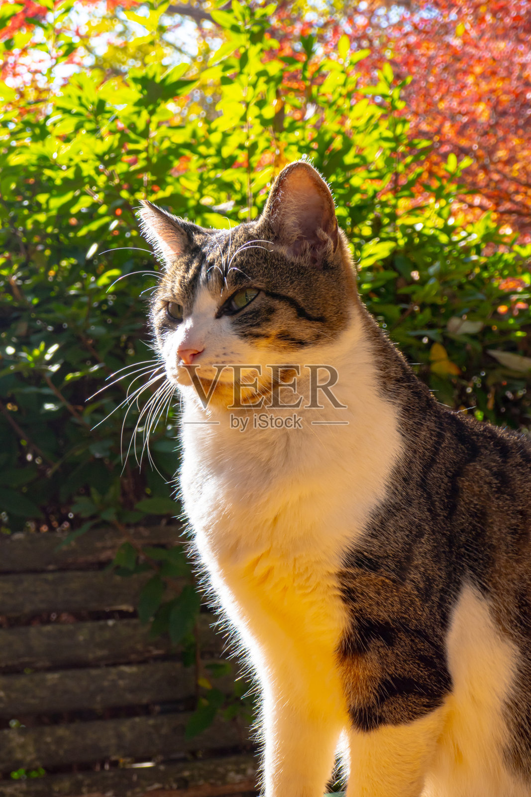 桌子上的猫照片摄影图片