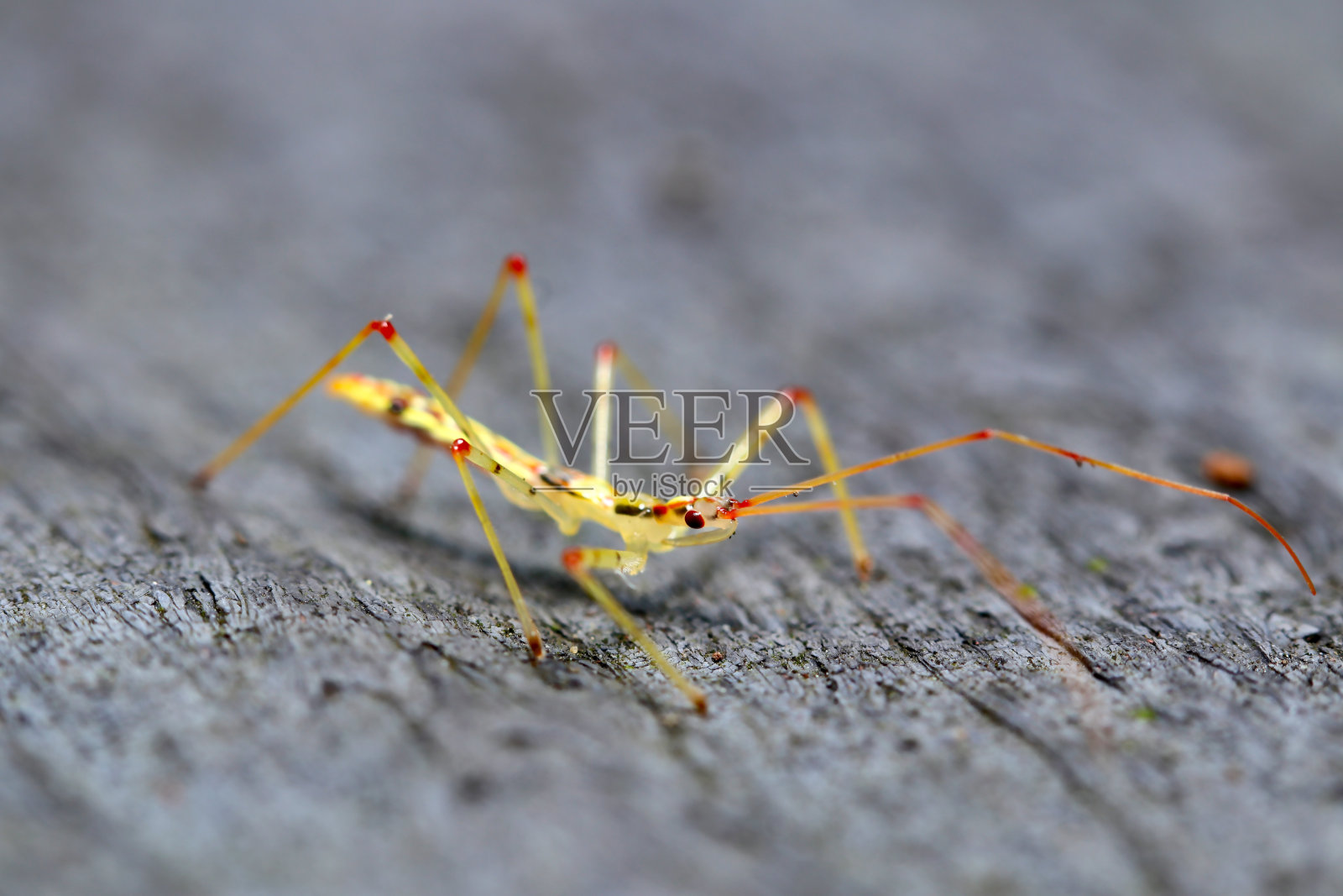 刺客虫(Higenaga sashigame)的幼虫约1cm长(户外野外，特写微距摄影)照片摄影图片