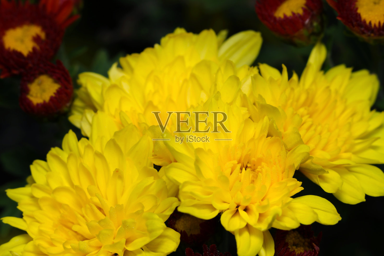 新鲜的黄色食用菊花盛开(阳光近景微距照片)照片摄影图片