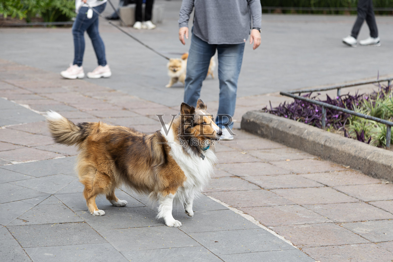 狗在街上散步照片摄影图片