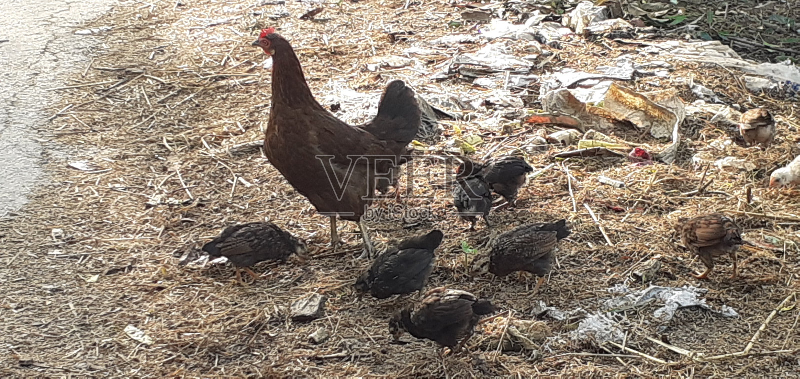 母鸡和她的小鸡照片摄影图片