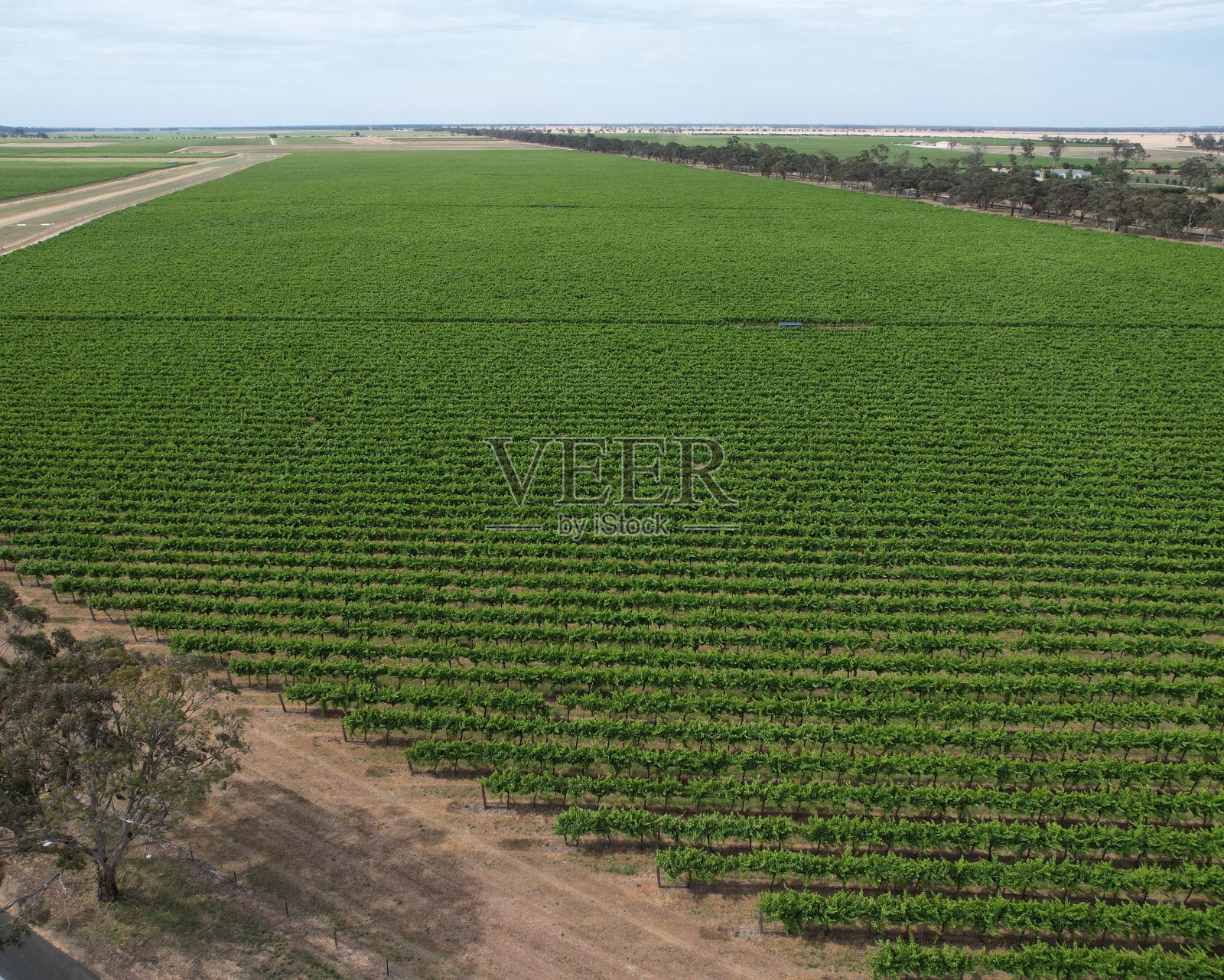 葡萄园鸟瞰图照片摄影图片