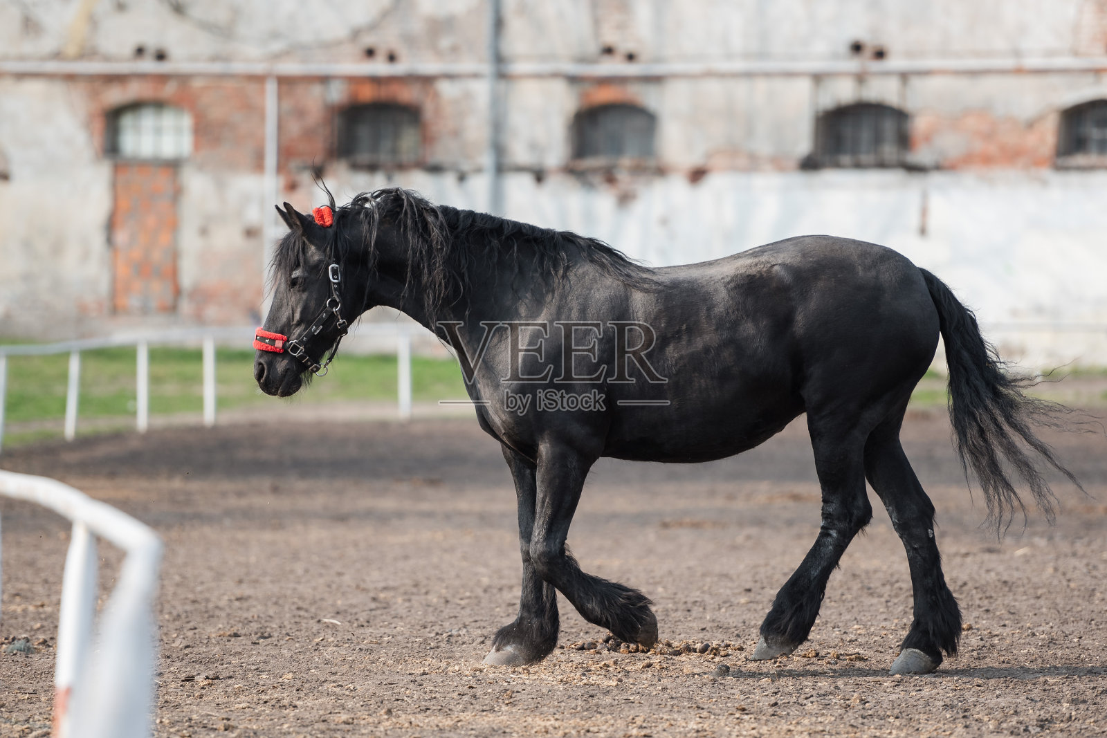 马照片摄影图片