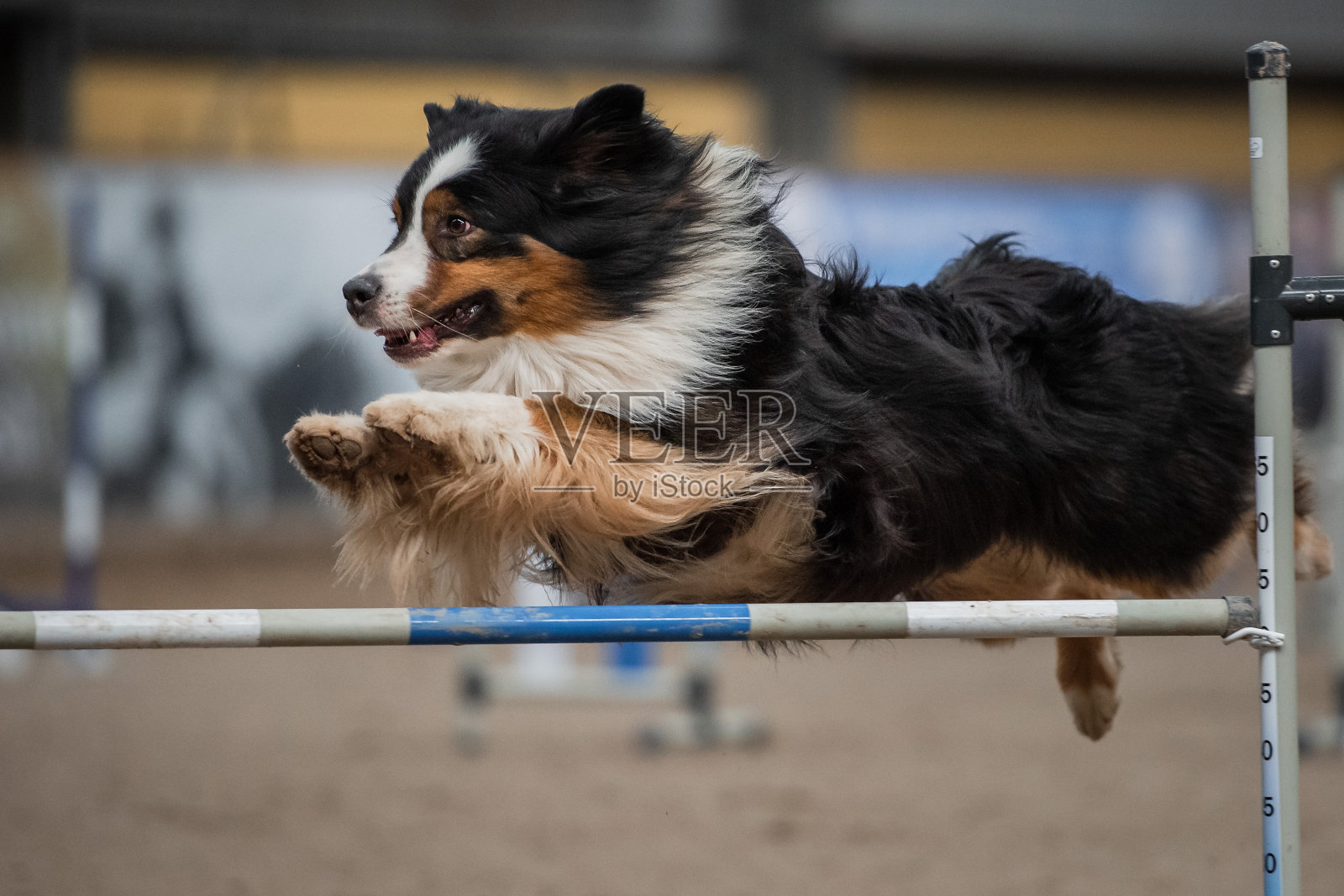 狗克服了障碍照片摄影图片