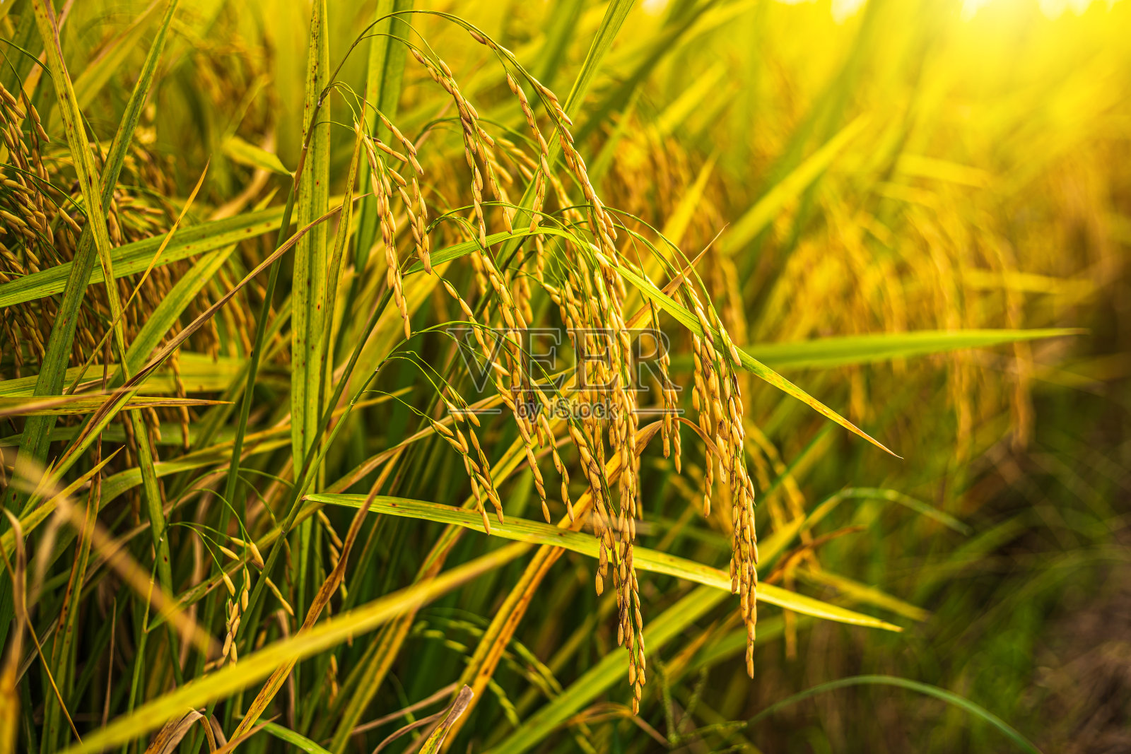 近距离拍摄在有机草地上收获的金色稻穗与田间玉米地或亚洲乡村农业收获的阳光日落背景。照片摄影图片
